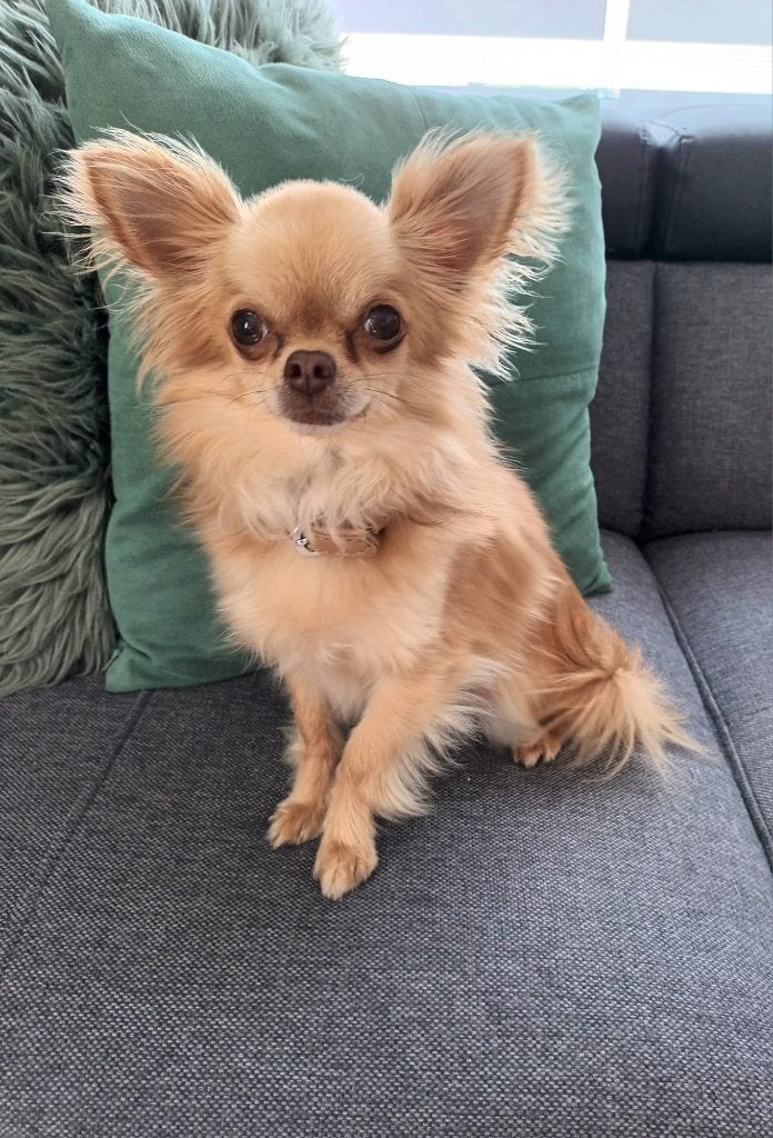 Chihuahua, 6 jaar of ouder, België, Particulier, Reu