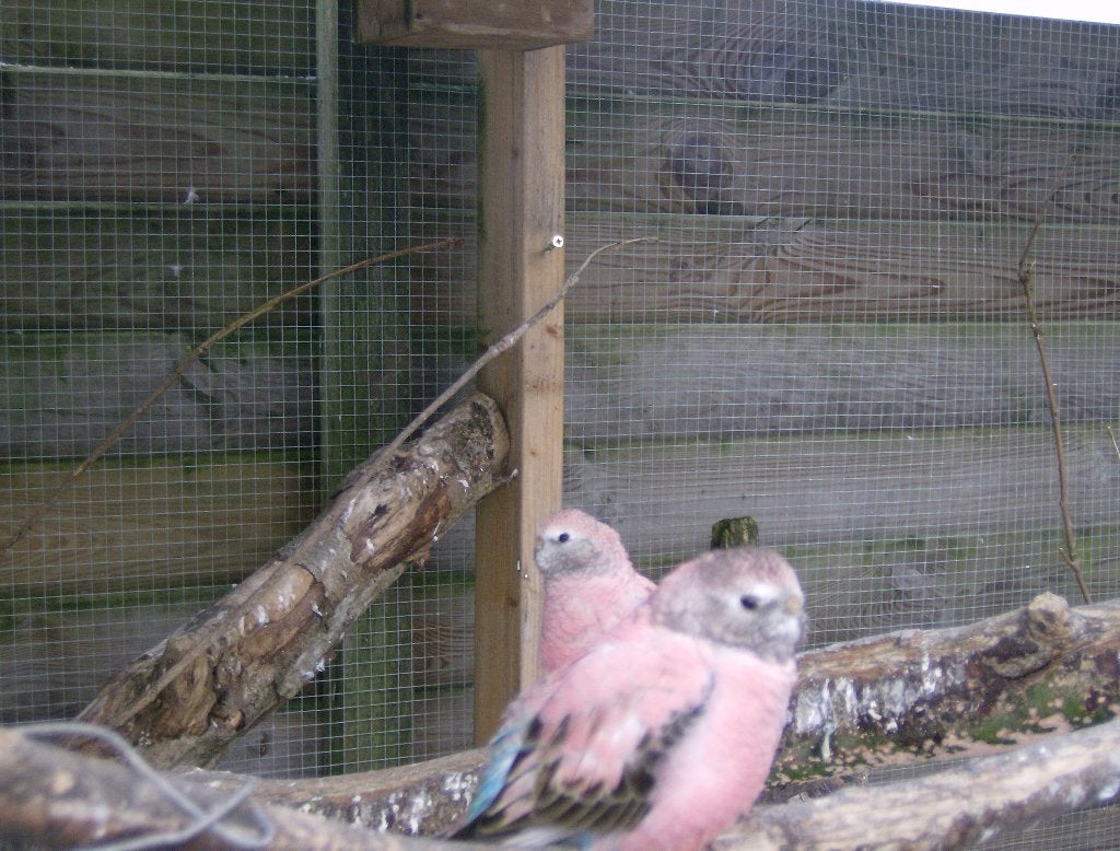bourkes,chinese dwergkwartels, Meerdere dieren, Parkiet, Geringd