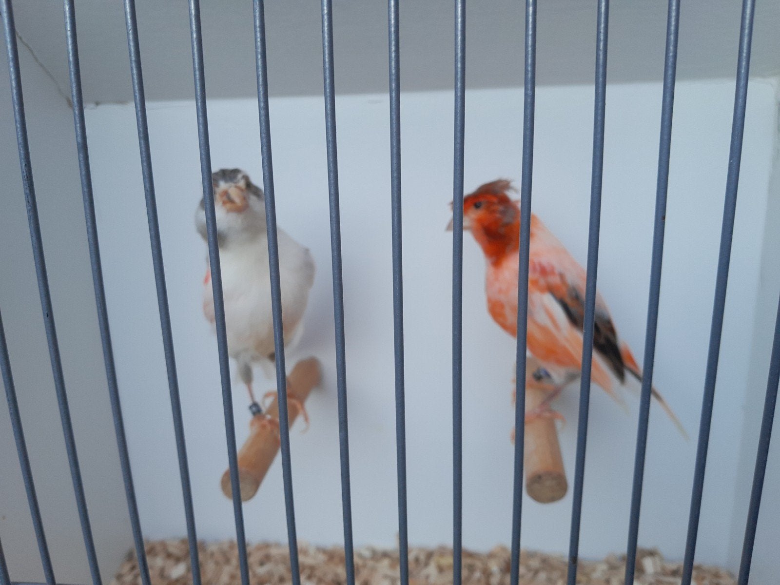 Harlekijn kanaries, Dieren en Toebehoren, Vogels | Kanaries, Meerdere dieren, Kleurkanarie