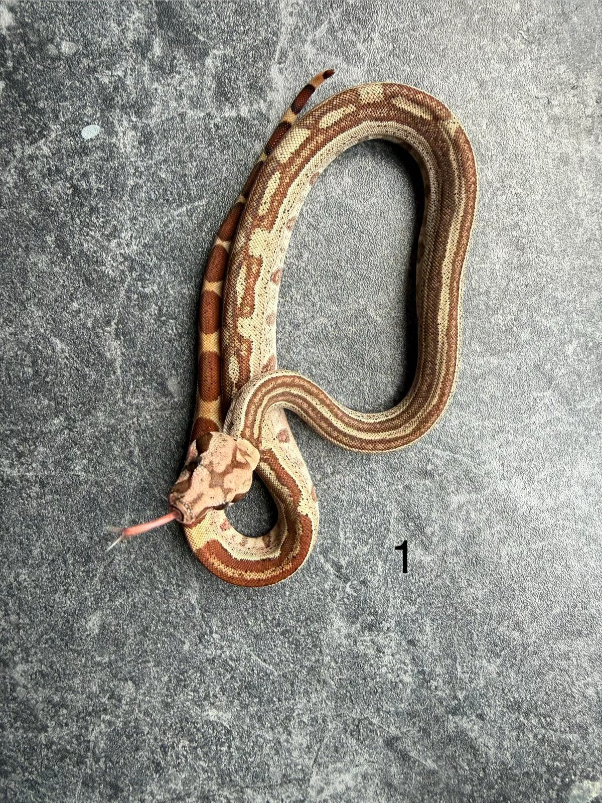 Boa Constrictors, Dieren en Toebehoren, Reptielen en Amfibieën, Slang, 0 tot 2 jaar