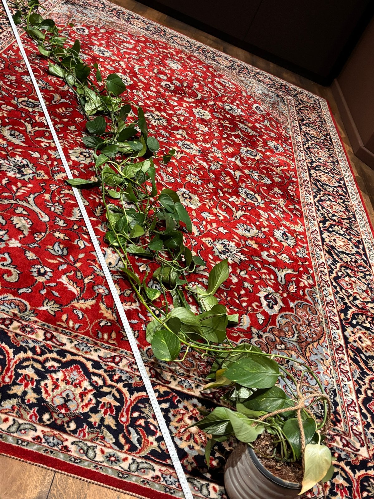 Grote Drakenklimop (Epipremnum pinnatum) in hangpot - 3 m, Ophalen, 200 cm of meer, Overige soorten, Halfschaduw