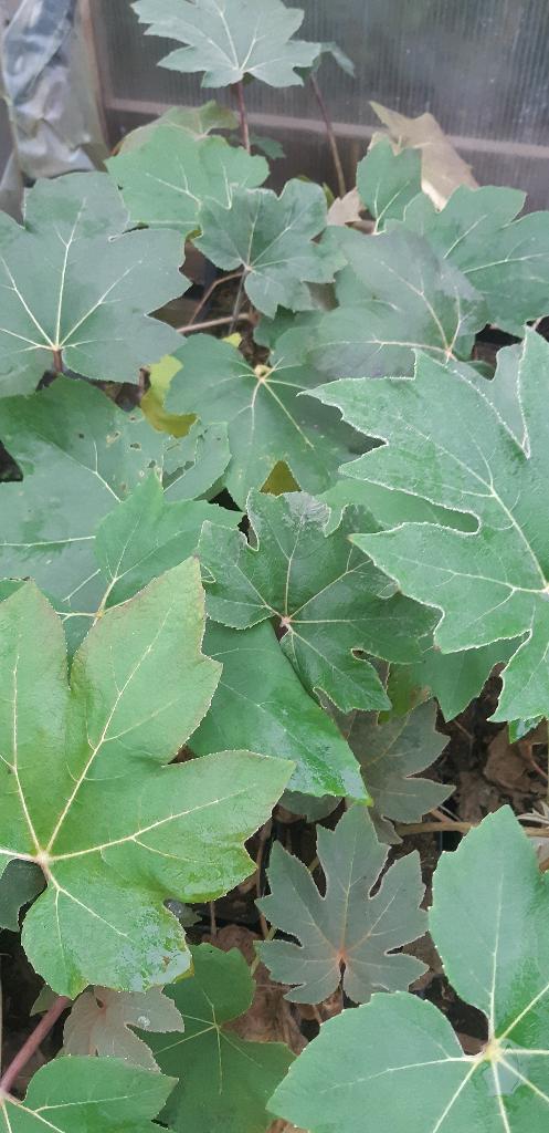 tetrapanax (rijstpapierplant), Tuin en Terras, Planten | Tuinplanten, Ophalen of Verzenden, Overige soorten, Halfschaduw