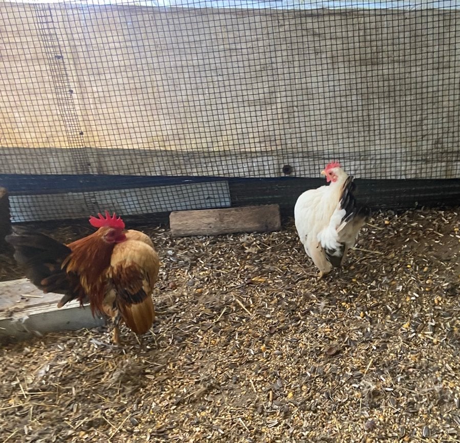 Ayam maleis serama koppel, Dieren en Toebehoren, Meerdere dieren, Kip