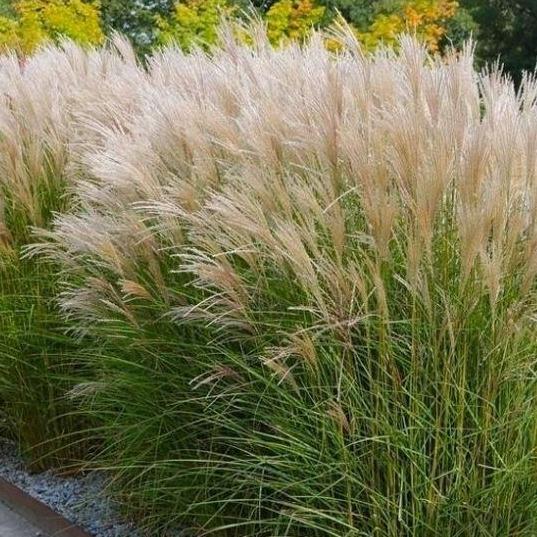 Miscanthus sinensis 'Kleine Silberspinne' / Chinees riet P9, Ophalen of Verzenden, Vaste plant, Siergrassen