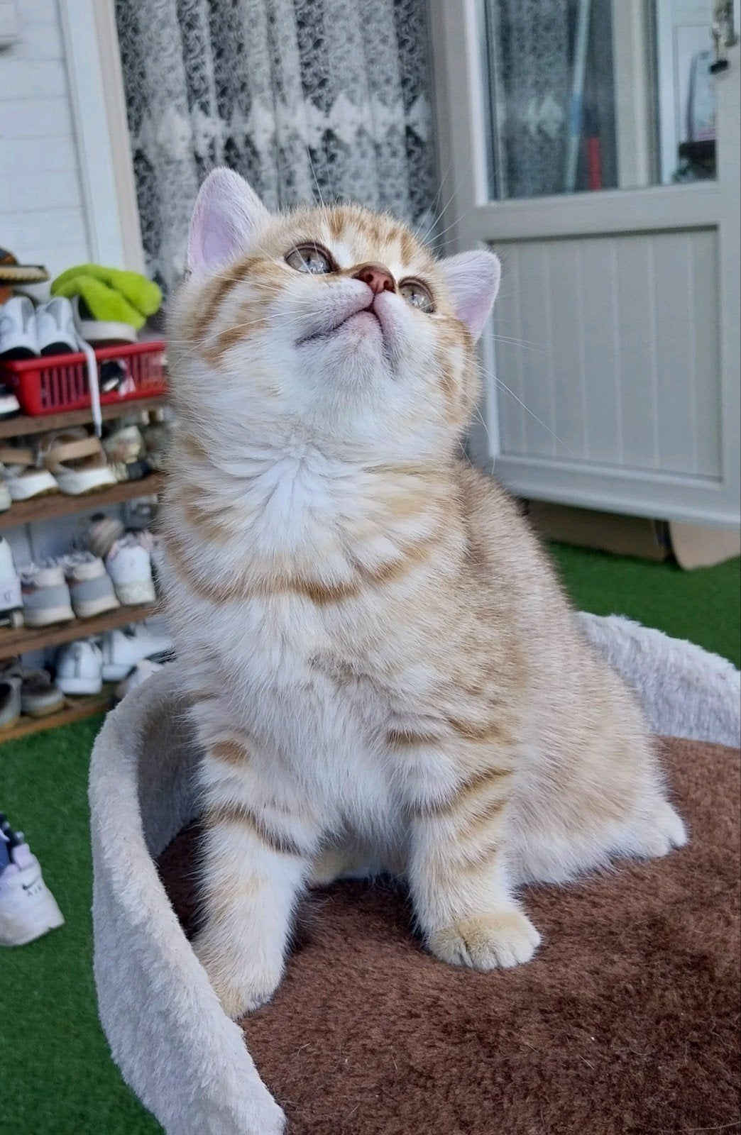 BKH kittens met stambomen, Dieren en Toebehoren, Meerdere dieren, Gechipt