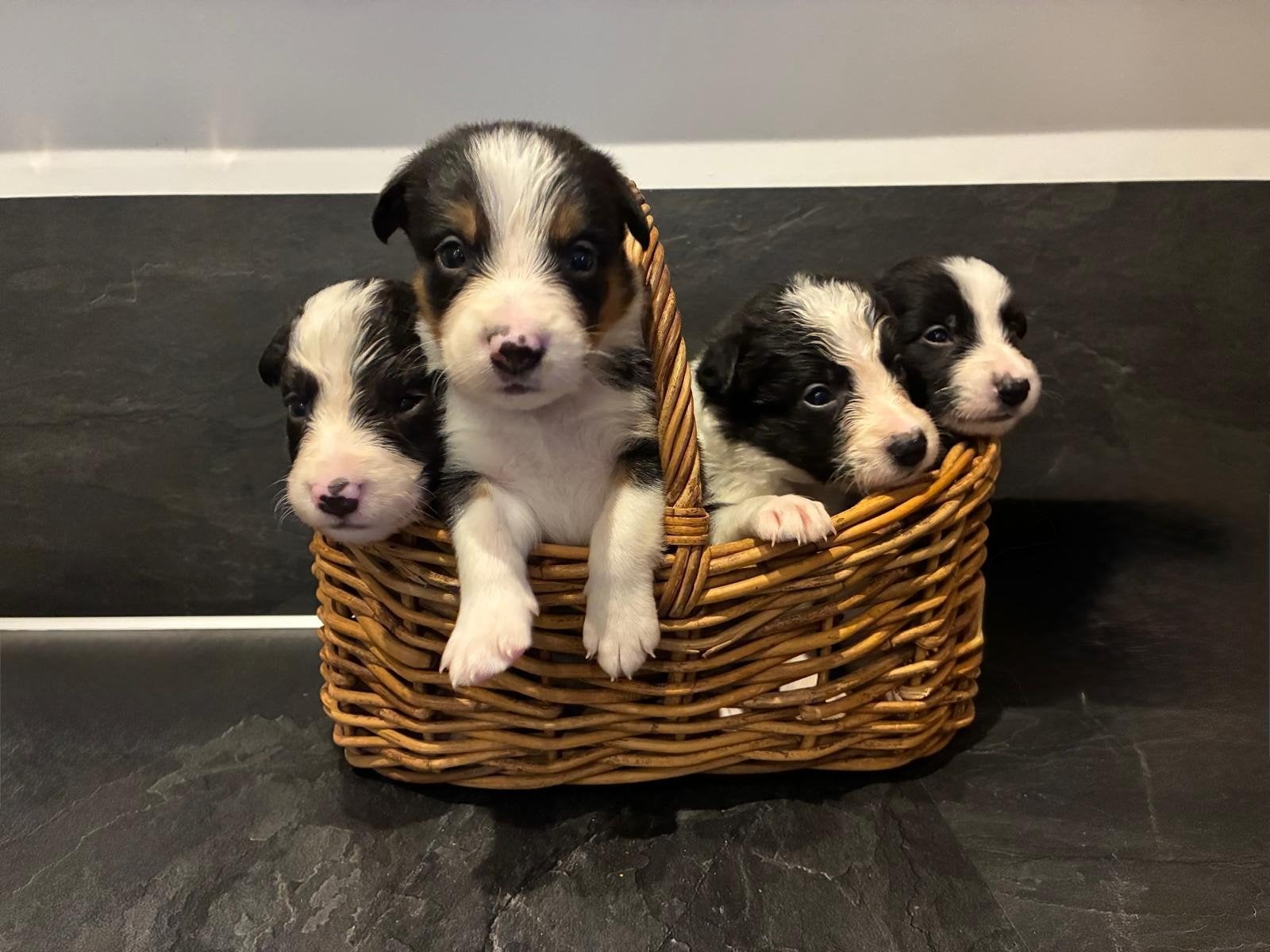 prachtige border collie puppies, Dieren en Toebehoren, 8 tot 15 weken, Collie, Meerdere, Meerdere dieren