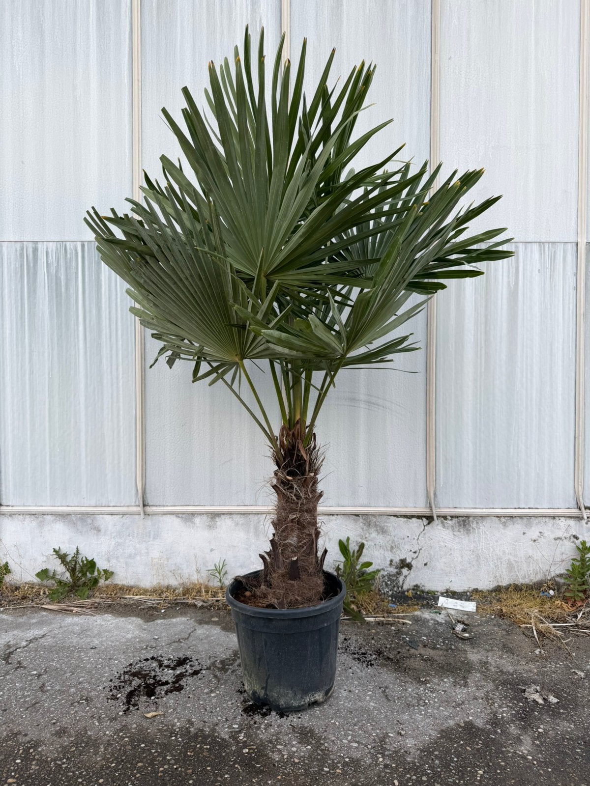 Trachycarpus fortunei 190/200-50, Tuin en Terras, Planten | Bomen, Volle zon, Ophalen of Verzenden, 100 tot 250 cm, Zomer
