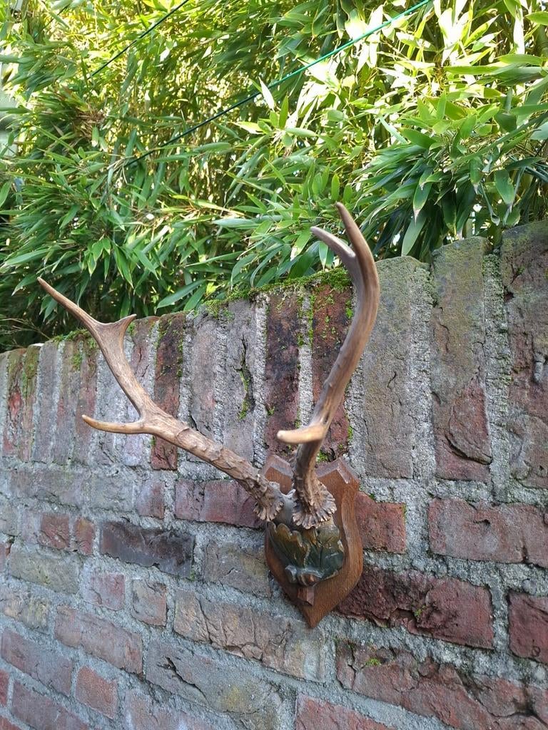 Schedel gewei Siberische reebok skull opgezette taxidermy, Ophalen, Hert, Schedel