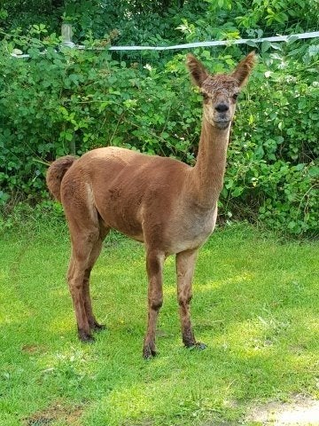 Alpacahengst, Dieren en Toebehoren, Overige Dieren, Juni, Mannelijk