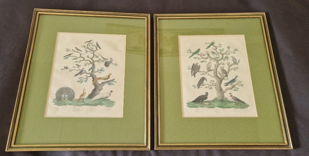 2 x vogel-KOPERGRAVURE (Ornithologie) Thomas Kelly ca. 1821, 1800 - 1899, 41 cm, 35 cm, Ophalen of Verzenden