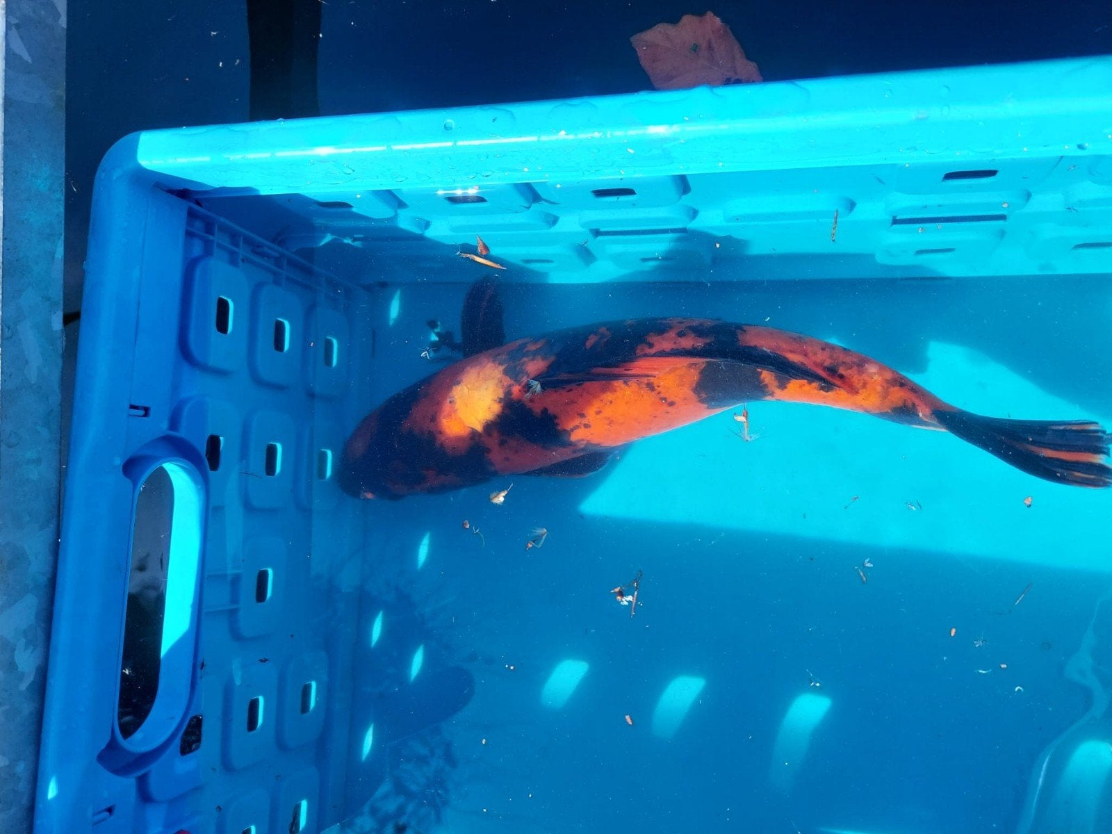 Koi Karpers, Dieren en Toebehoren, Vissen | Vijvervissen, Karper of Koi