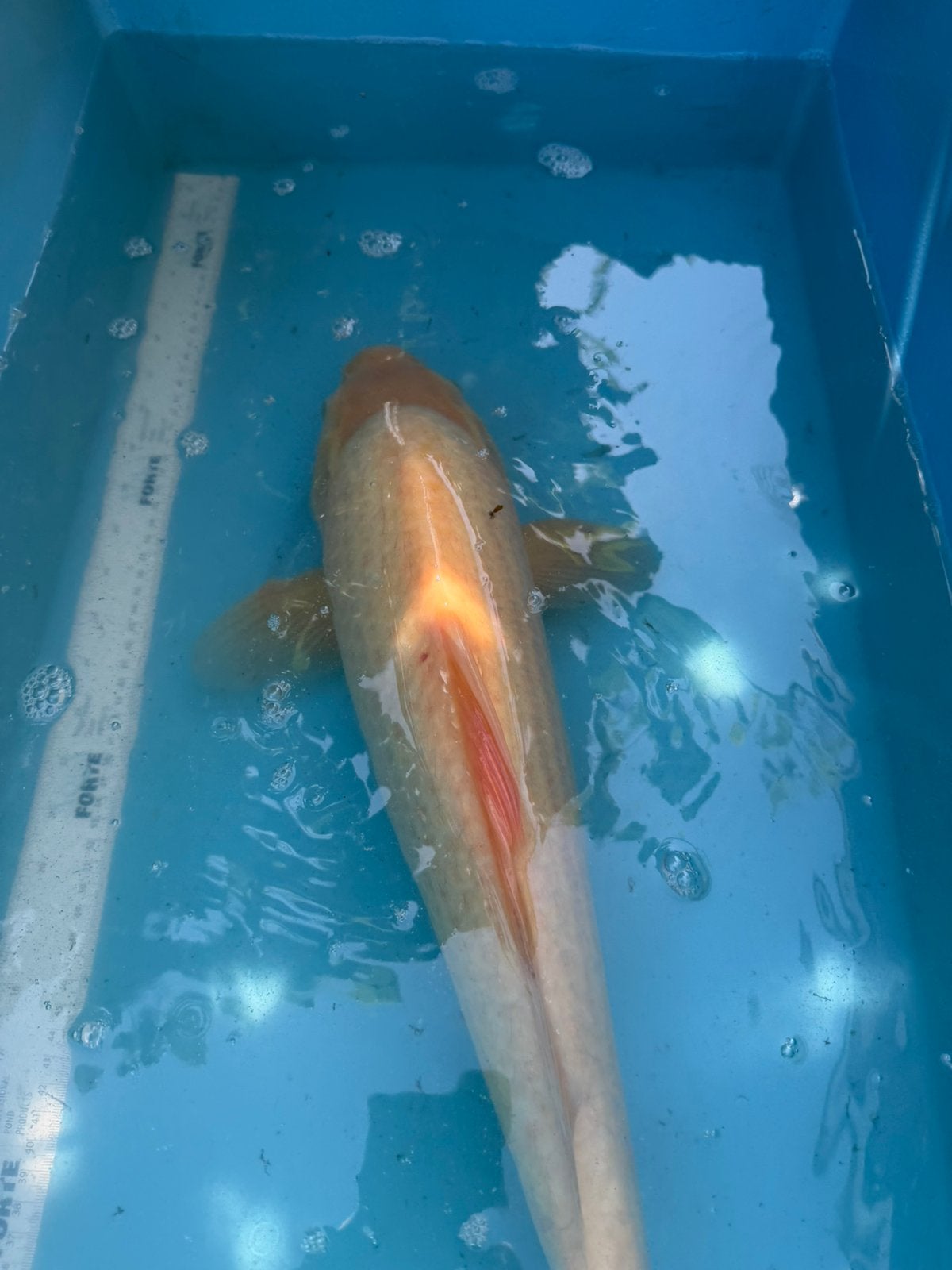 Ogon koi, Karper of Koi
