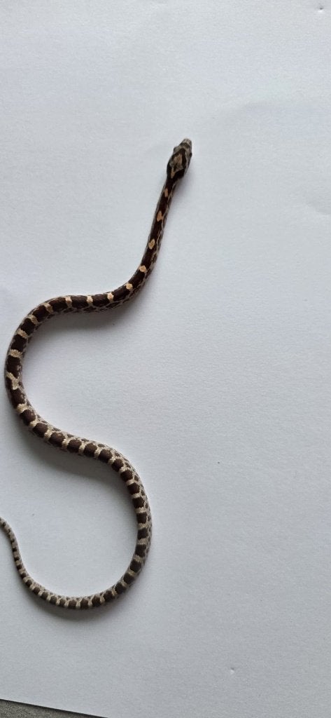 Prachtige Baby Rattenslangen (Met Bloodred-genetica) Rat Snake photo 11