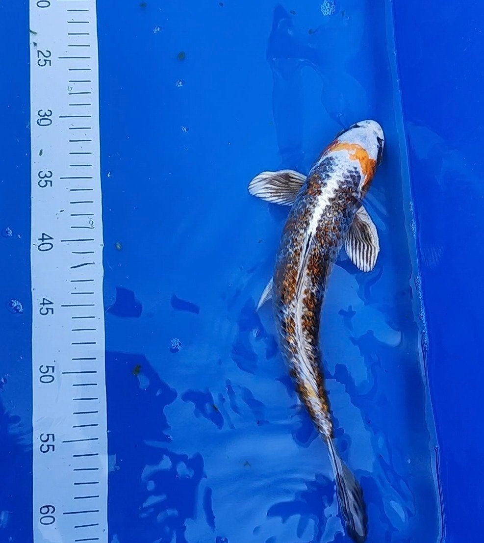 Japanse koi Beni Ginga 37 cm, Karper of Koi