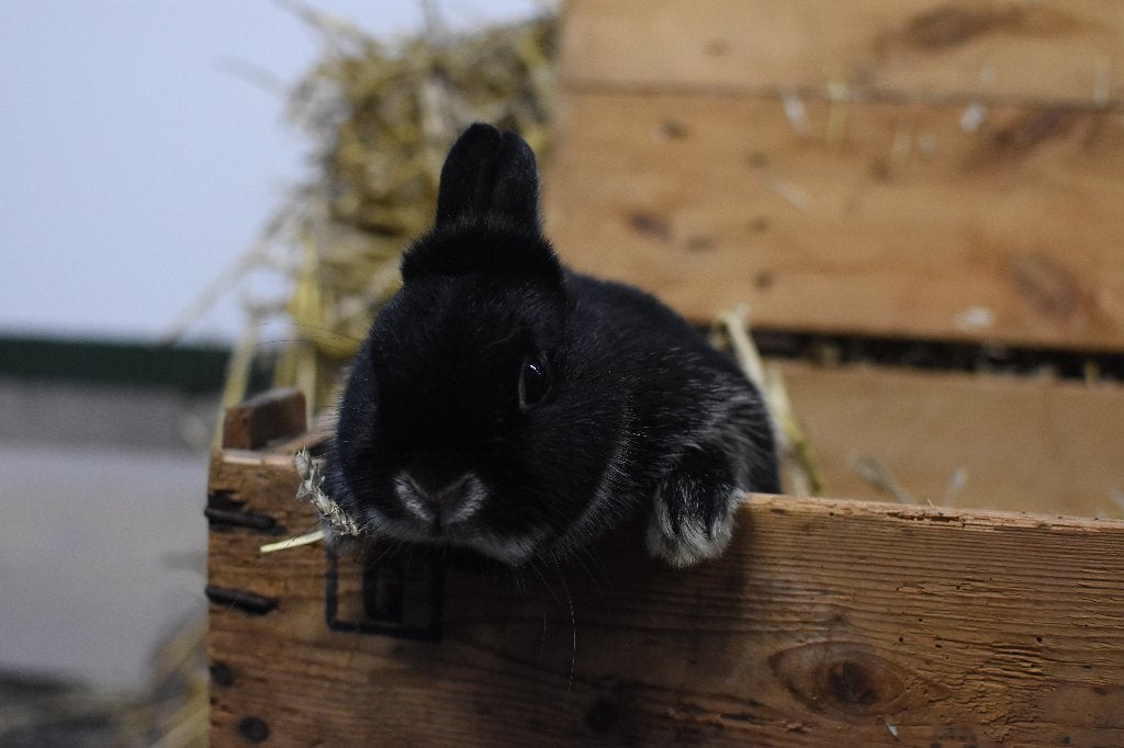Zilvervos konijn | Jonge konijnen | Kleine dieren, Dieren en Toebehoren, Meerdere dieren, Dwerg, 0 tot 2 jaar
