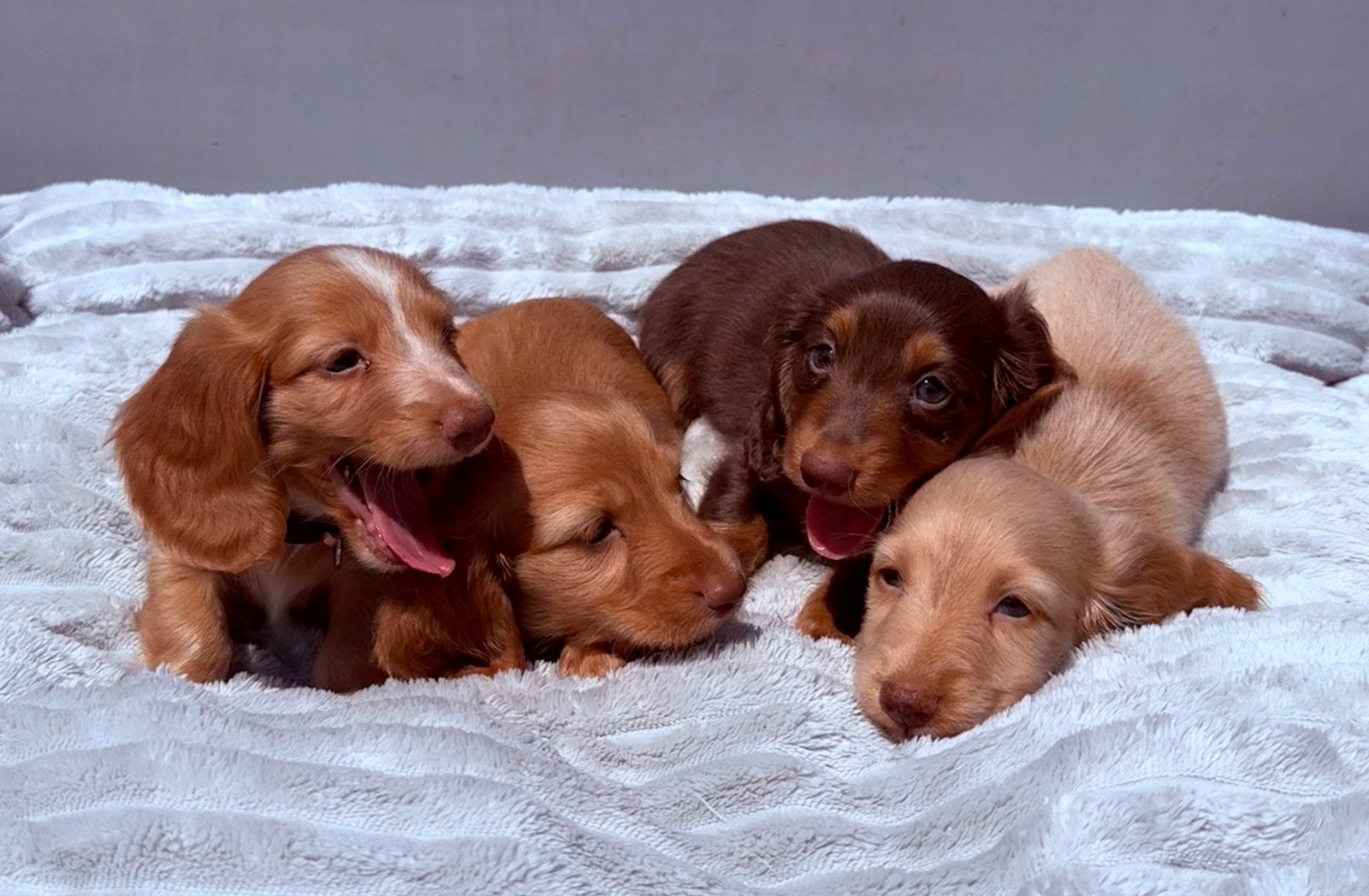 Lieve Kaninchen/Dwerg Teckel Pups, Parvo, België, Particulier, 8 tot 15 weken