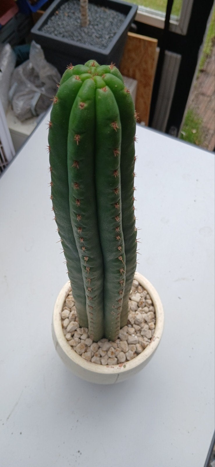 San Pedro Cactus - Grote en gezonde Trichocereus Pachanoi, Overige soorten, Volle zon, Vaste plant, Ophalen of Verzenden