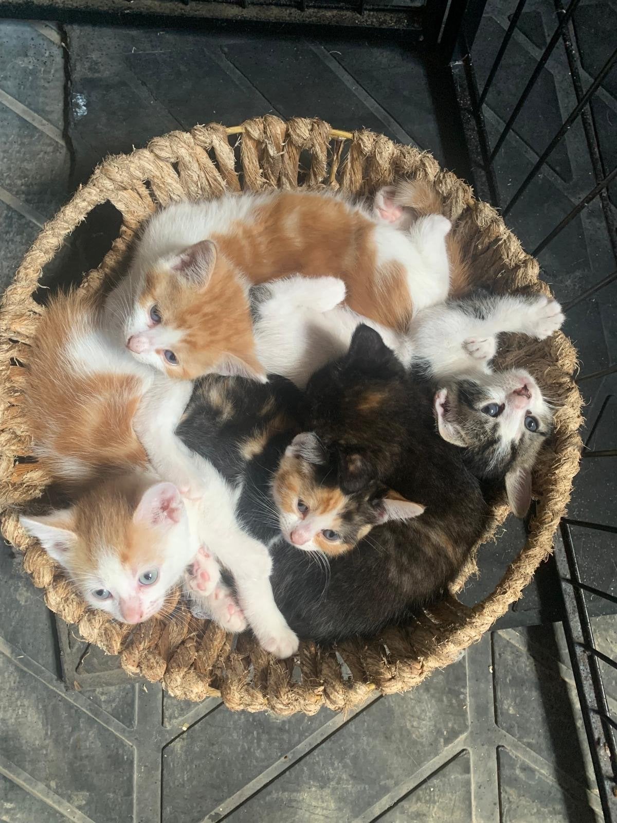 Lieve kittens te koop, Meerdere dieren