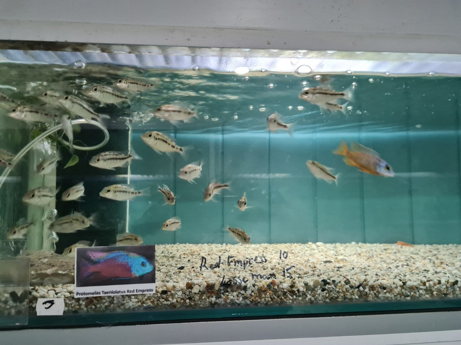 Protomelas Taeniolatus Malawi Cichliden Boadzulu  Red Empres, Vis, Zoetwatervis