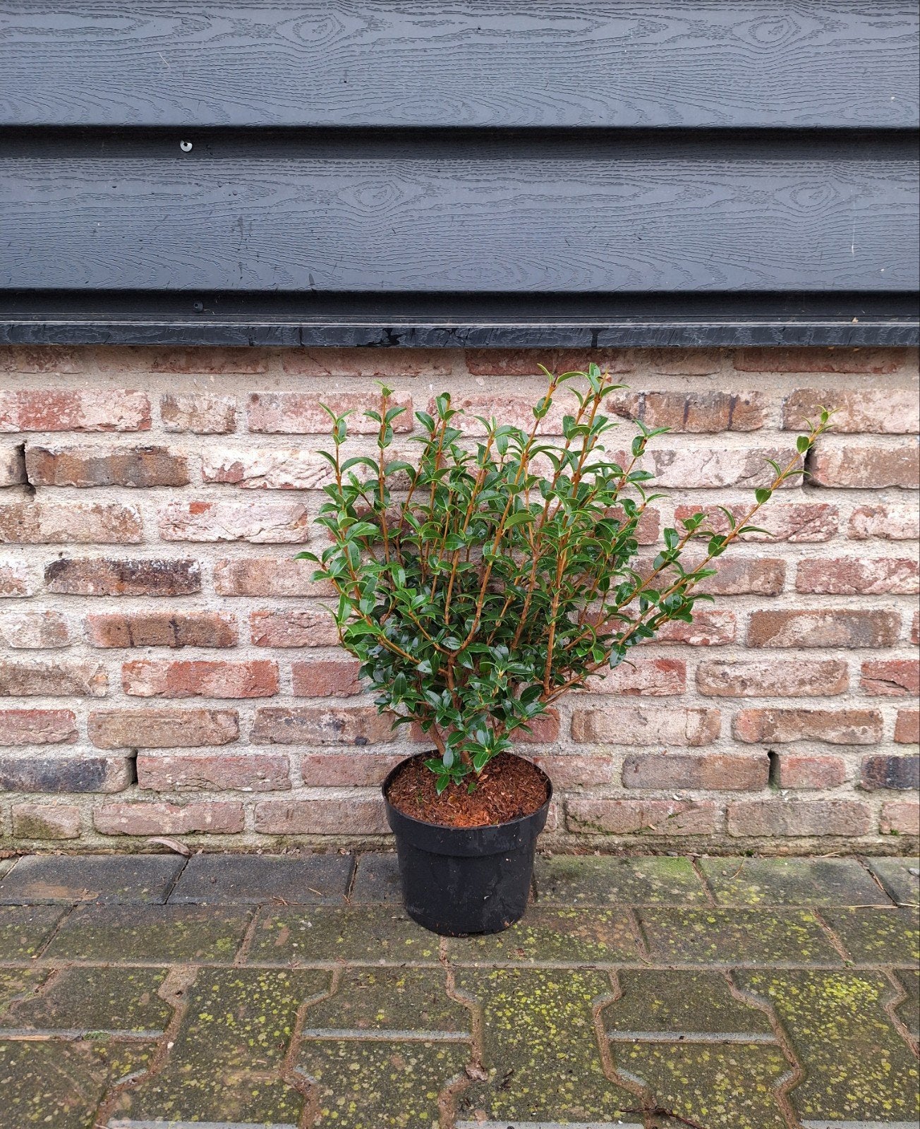 Osmanthus Burkwoodii 🌿 haagplant, Tuin en Terras, Planten | Struiken en Hagen, Ophalen, Overige soorten