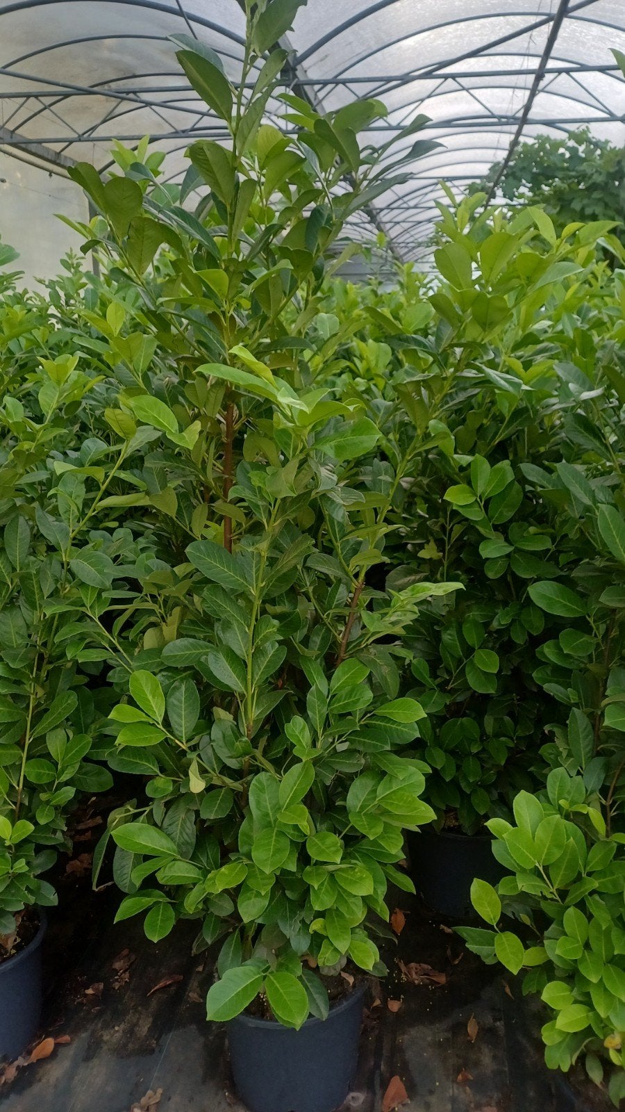 Prunus laurocerasus Rotundifolia, Tuin en Terras, Planten | Struiken en Hagen, Ophalen, Laurier, Struik, 100 tot 250 cm