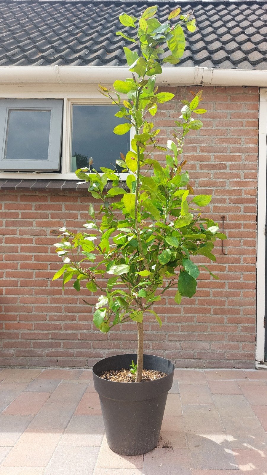Prachtige citroenboom in pot (in bloei)., Ophalen, Overige soorten