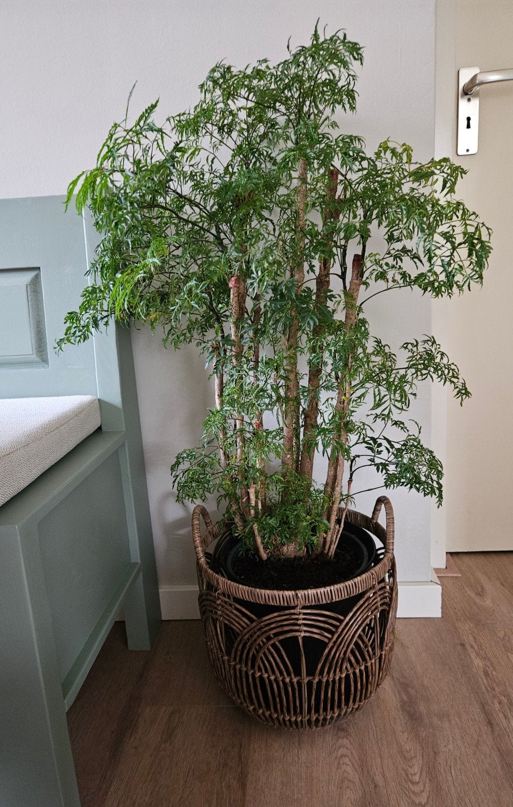 Mooie en gezonde Aralia Ming plant., Ophalen, Ficus, 100 tot 150 cm, Halfschaduw