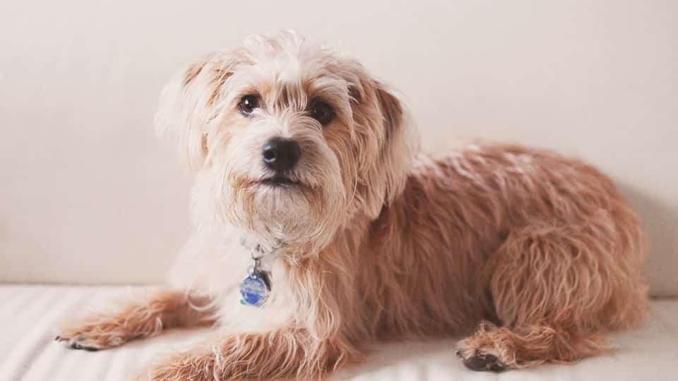 *GEZOCHT* Middenslag terrier (mix), Dieren en Toebehoren, Honden | Niet-rashonden, 1 tot 2 jaar, Meerdere dieren, Eén hond, Middel