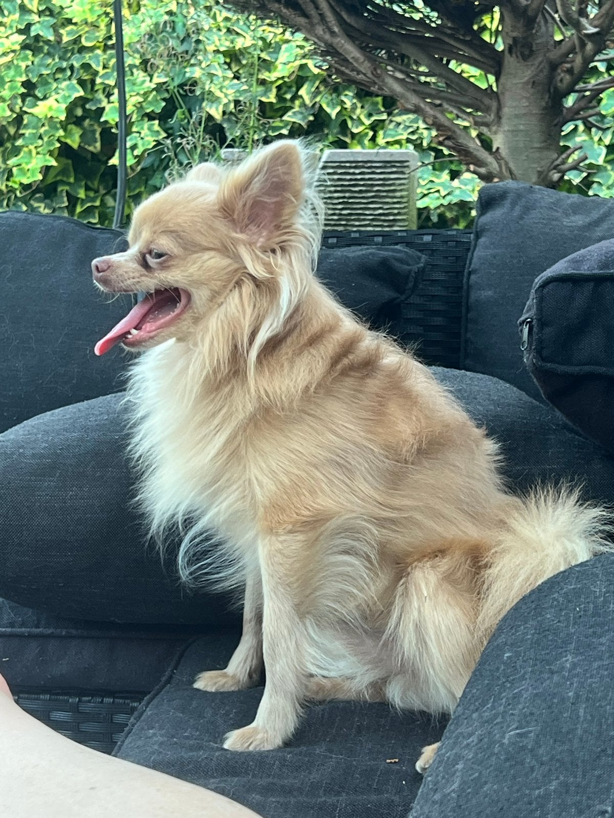 Dekreu pomchi, Dieren en Toebehoren, 1 tot 2 jaar, Parvo, Eén hond, Nederland