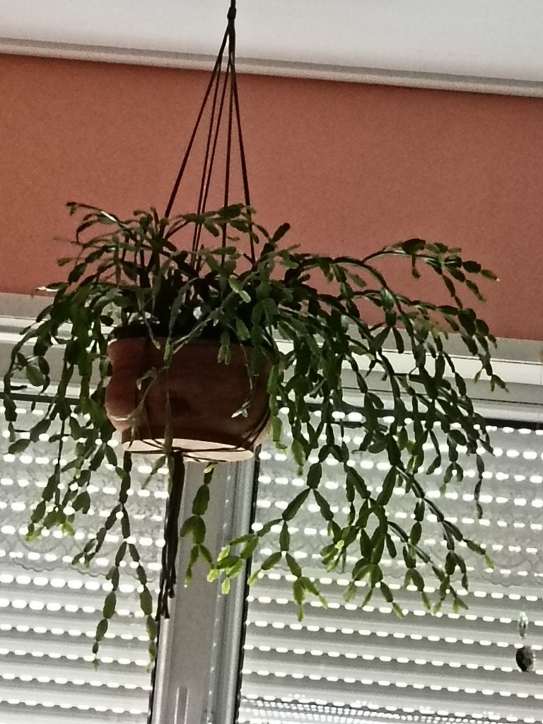 Grote kerst lidcactus, Ophalen, Vetplant, Halfschaduw, Minder dan 100 cm