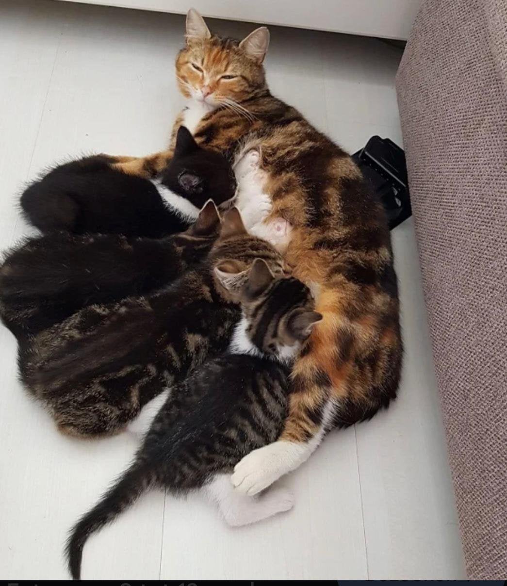 Kittens