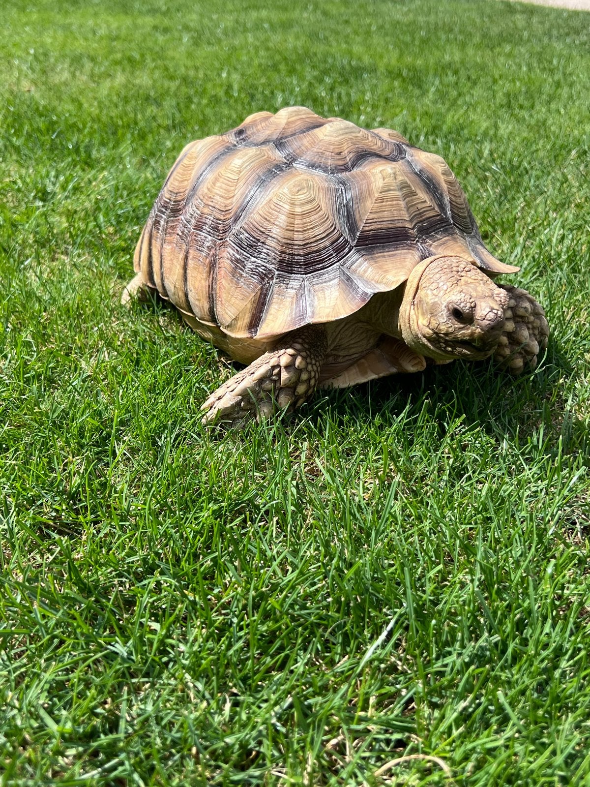Sulcata Landschildpad, Dieren en Toebehoren, Schildpad, 7 tot 10 jaar