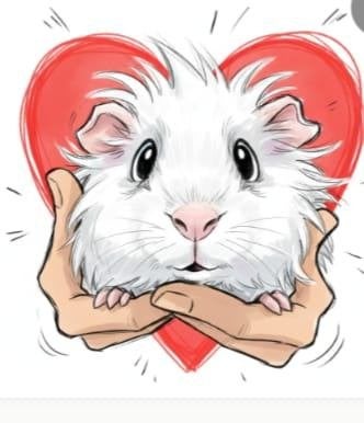 Jonge cavia's ( beertjes), Dieren en Toebehoren, Knaagdieren, Cavia, Mannelijk, Juli, Tam