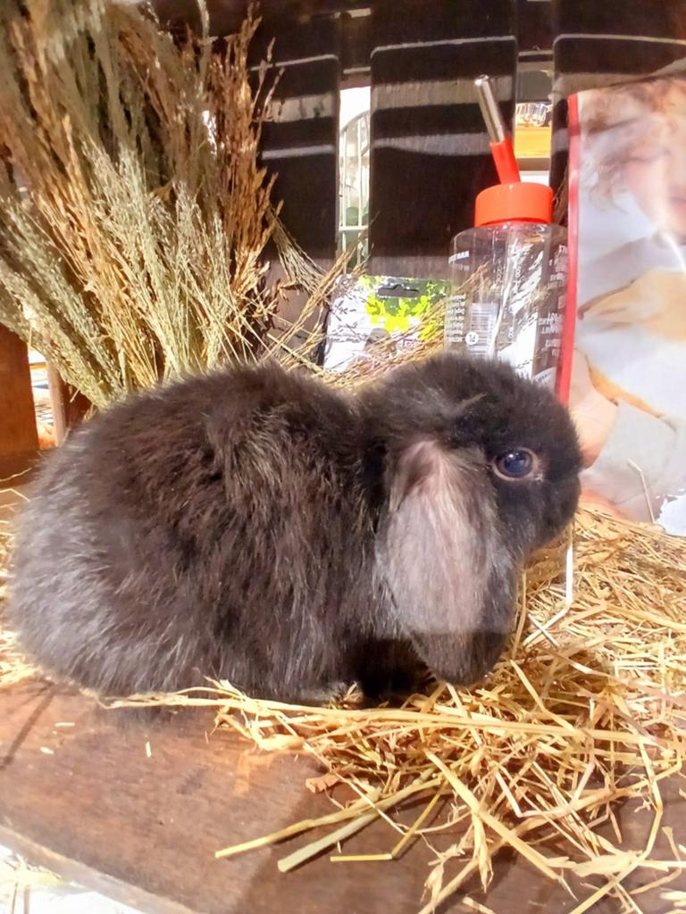 Minilop konijntjes super lief en super tam, Meerdere dieren, Dwerg