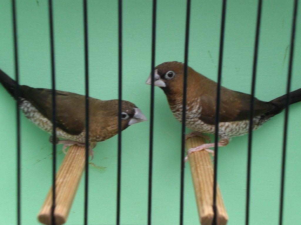 jap, meeuwen, Dieren en Toebehoren, Meerdere dieren, Tropenvogel