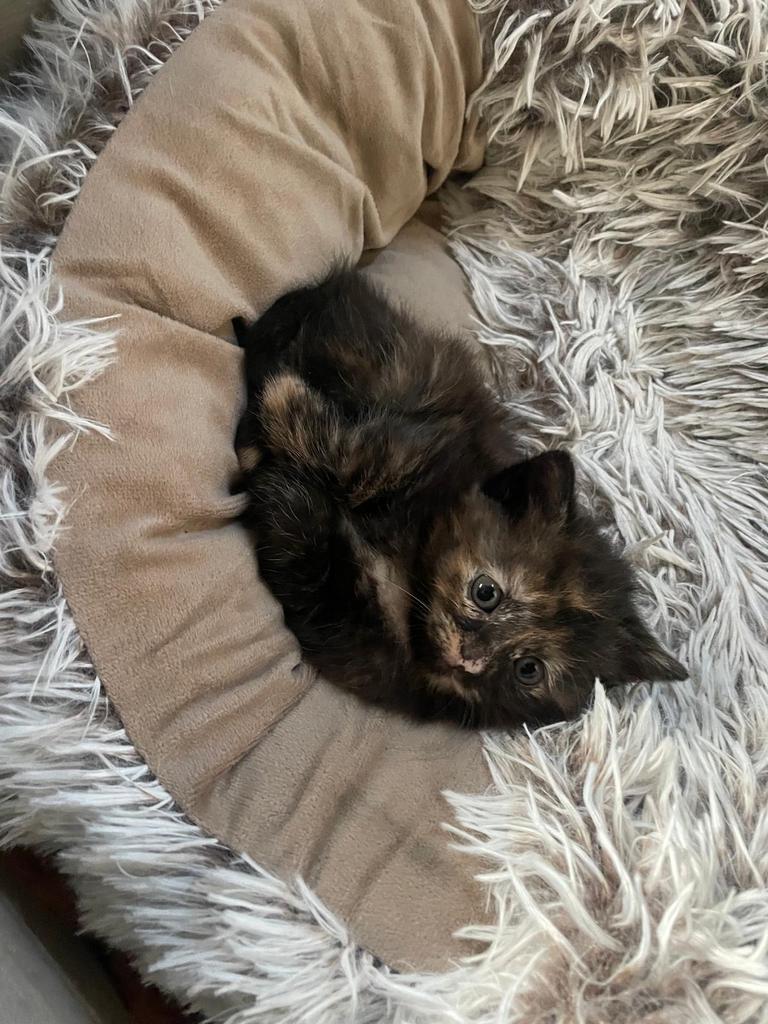 Kitten (poes) zwart met bruin gevlekt, Meerdere dieren, Kortharig, 0 tot 2 jaar