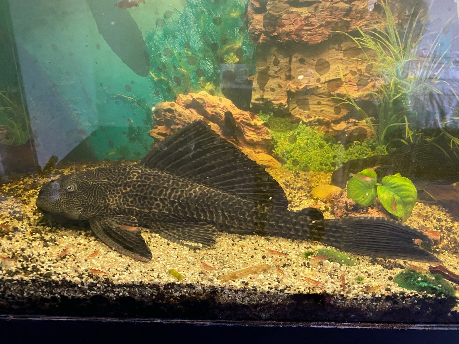 2 x mooie Pleco / Zuignapharnasmeerval. Evt. incl. aquarium., Dieren en Toebehoren, Vissen | Aquariumvissen, Vis