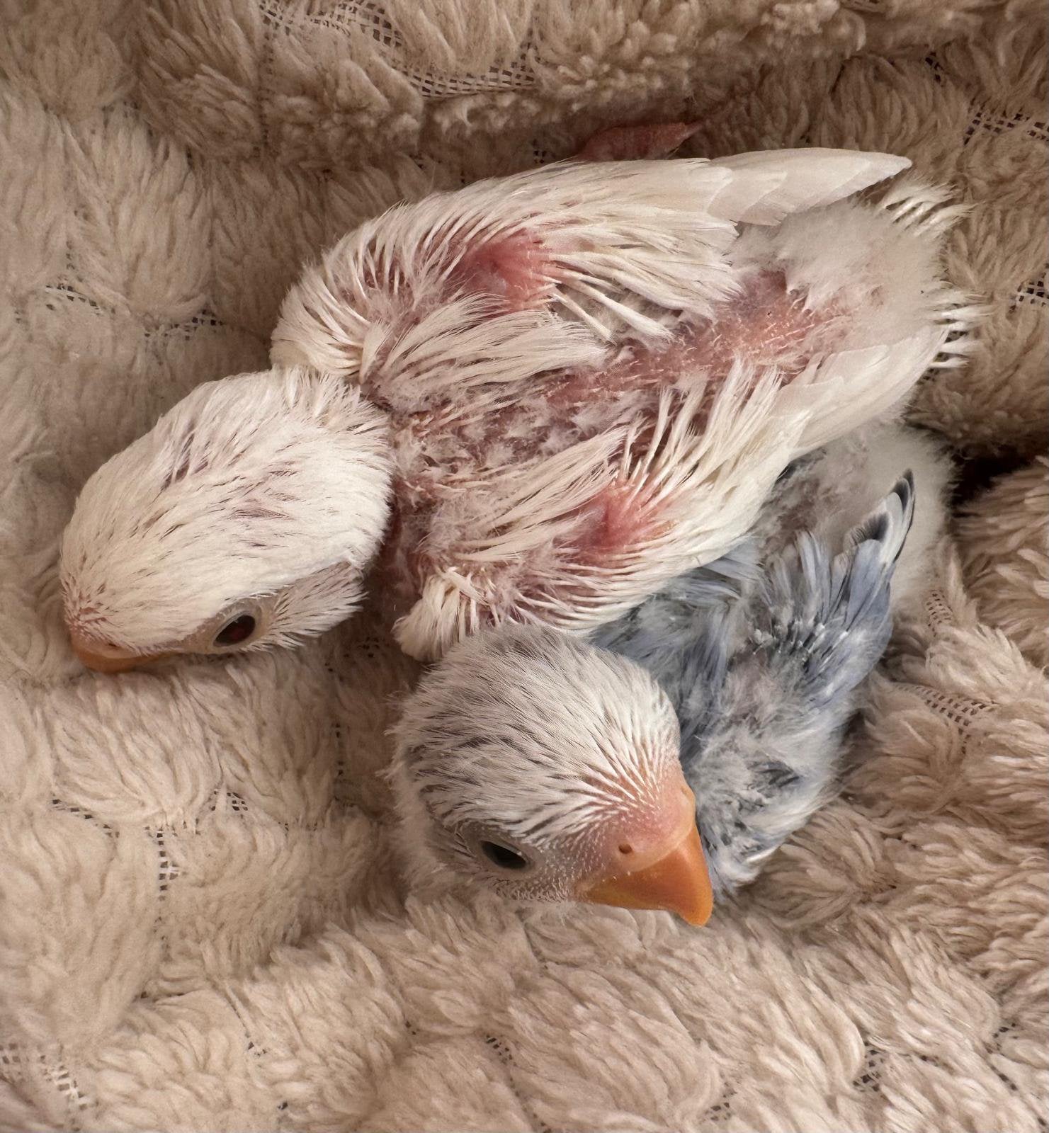 Baby dwergpapegaaien, Geslacht onbekend, Dwergpapegaai of Agapornis, Tam