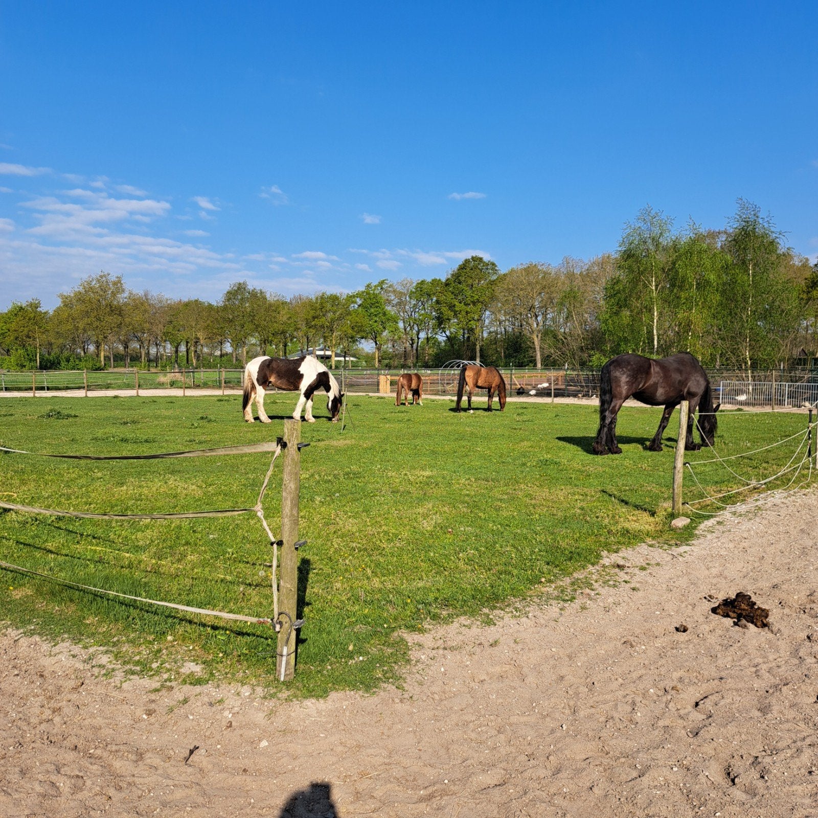 2 plekjes vrij paard/pony op kleinschalige stal in Gemert., Weidegang, 2 of 3 paarden of pony's