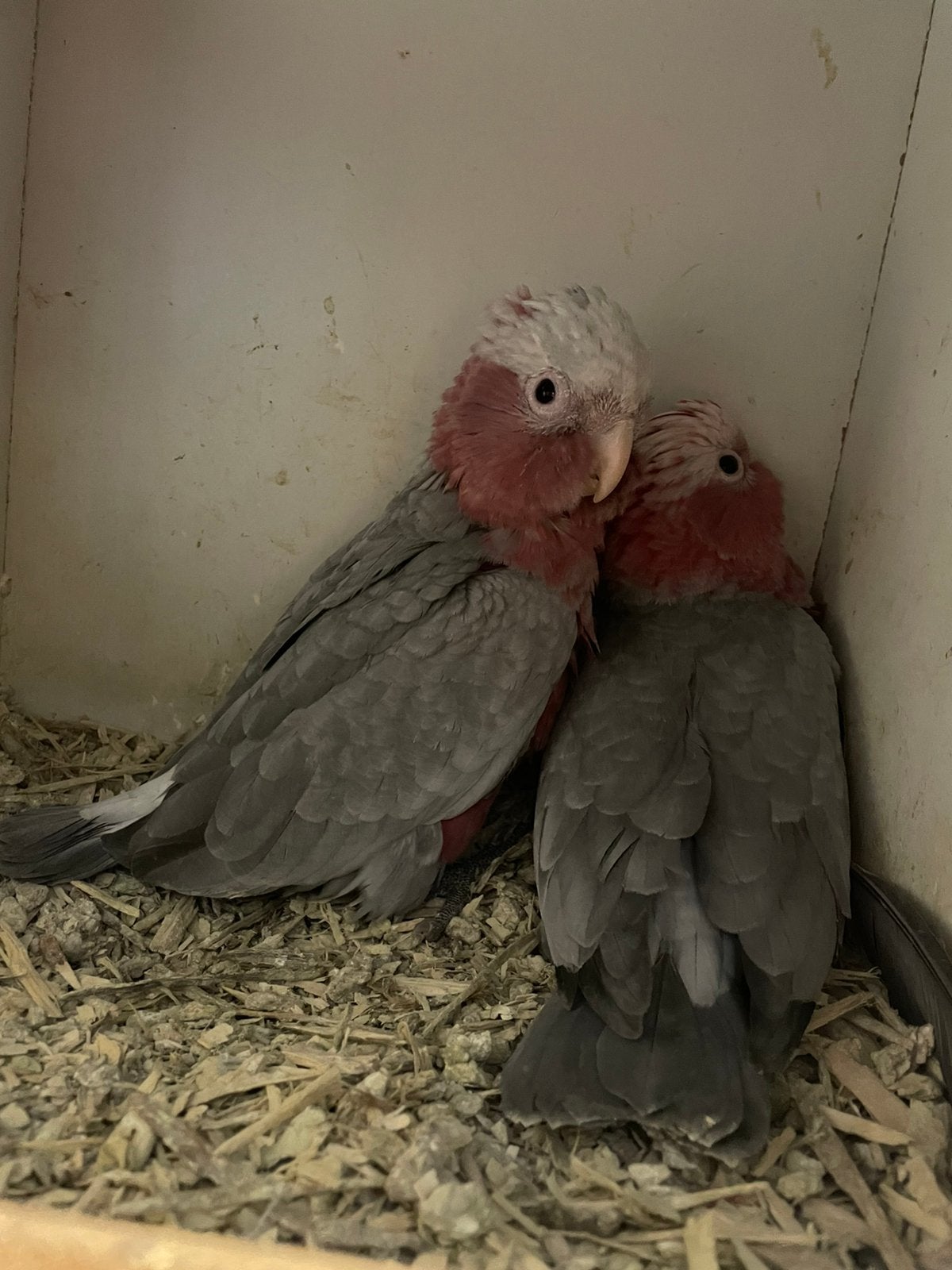 Jonge Rosé Kaketoe, Meerdere dieren, Papegaai