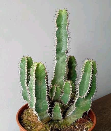 Cactus 40cm, Ophalen, Minder dan 100 cm, In pot, Cactus