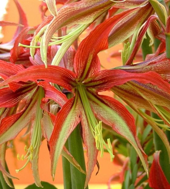 Amaryllis bol La Paz, bijzonder soort, zie je niet veel, Ophalen of Verzenden, Volle zon