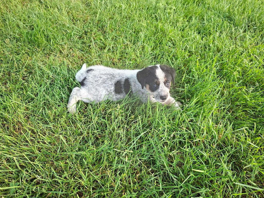 prachtige Border Collie x Austr Cattle Dog/ Labrador puppy's, Parvo, Overige rassen, 8 tot 15 weken, Meerdere