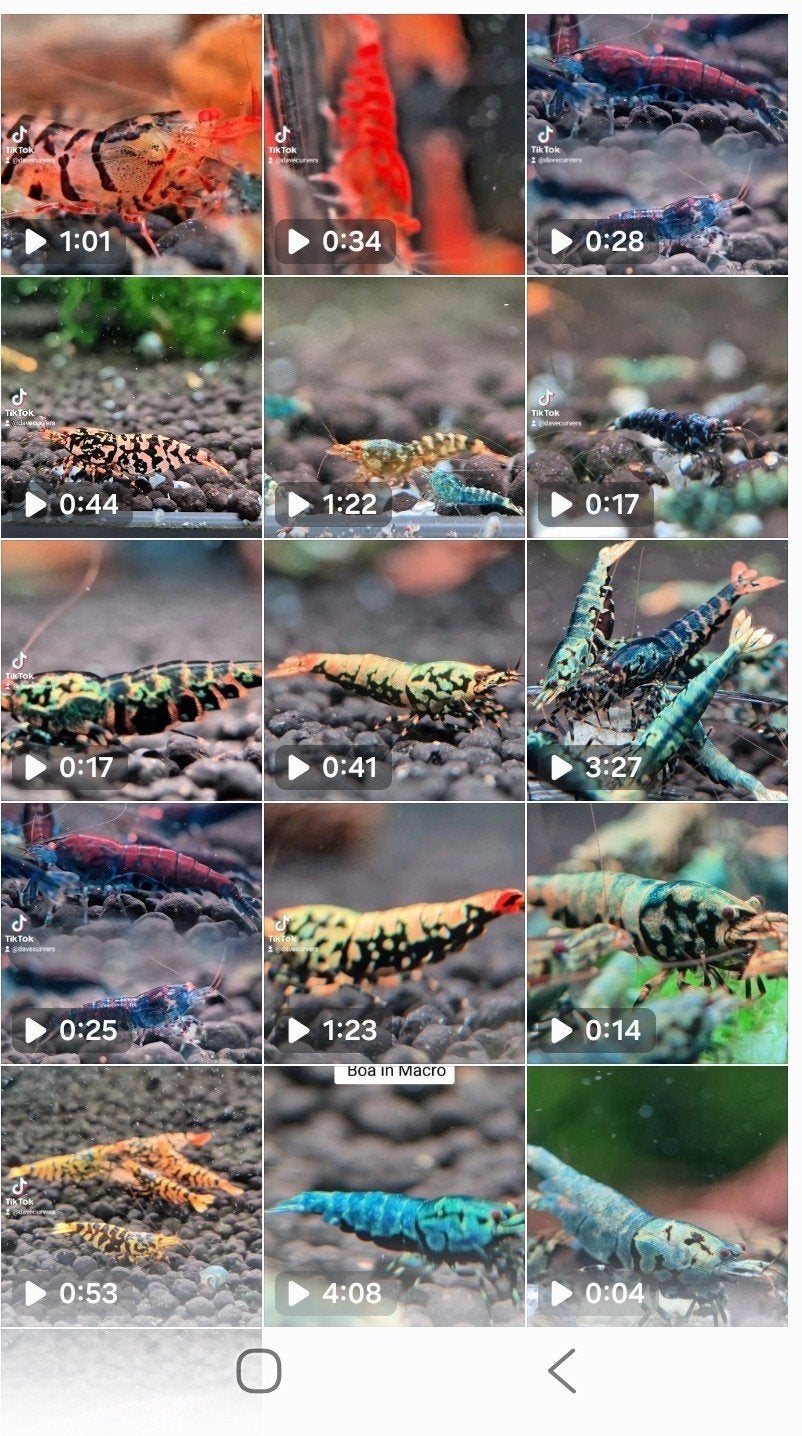 Aanbieding Hornet garnalen aquarium bezorging, Dieren en Toebehoren, Kreeft, Krab of Garnaal