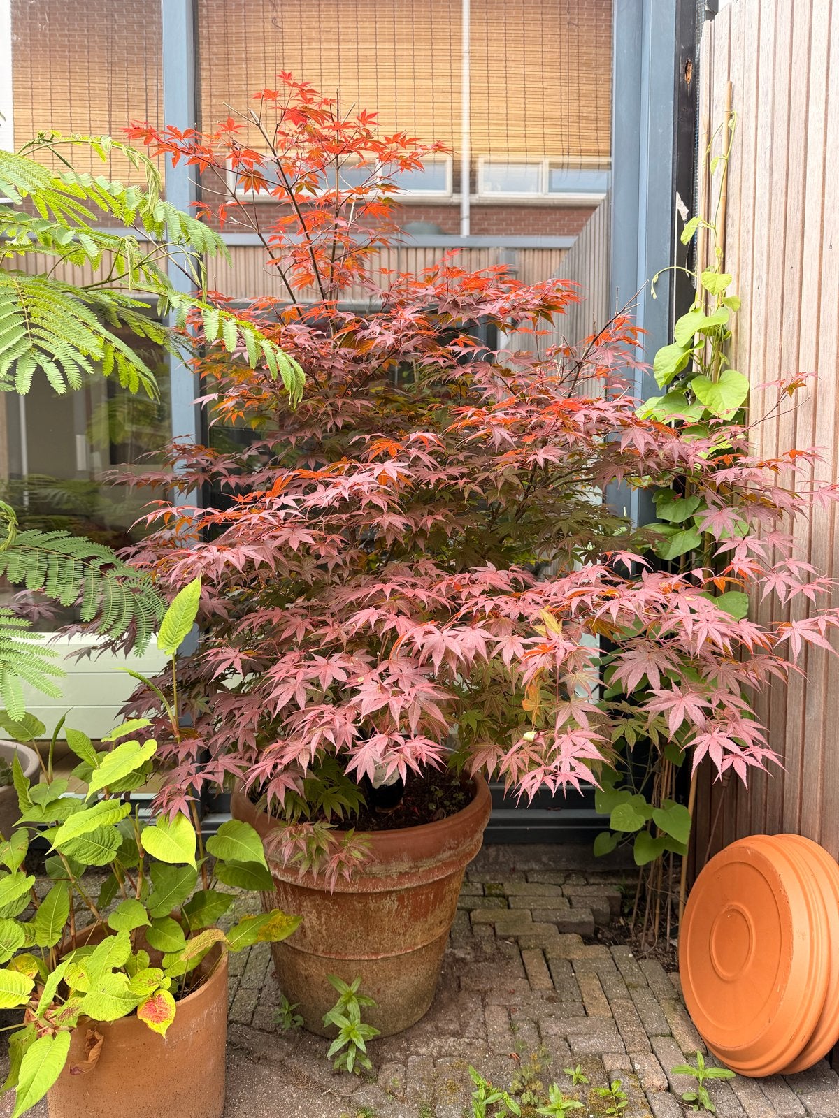 Rode Acer (Japanse Esdoorn) - 1,5m hoog heel gezond, Tuin en Terras, Vaste plant, Bloeit niet, Halfschaduw, Ophalen
