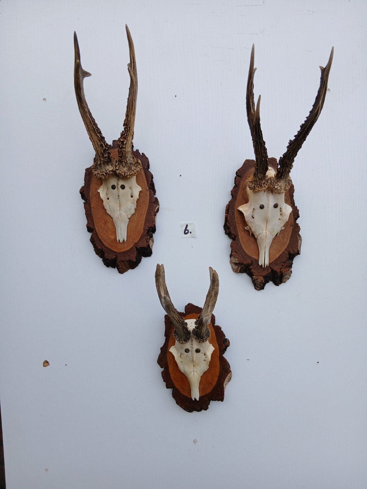 3 ree geweien (6) , samen voor 25 euro, Ophalen of Verzenden, Zo goed als nieuw, Wild dier, Gewei of Kop
