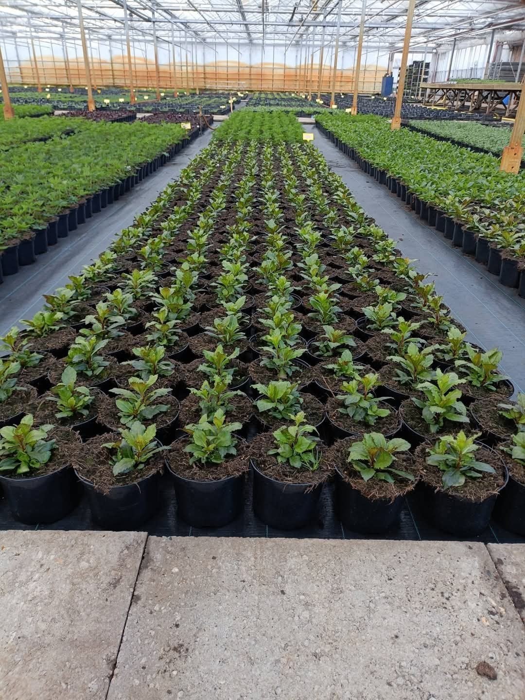 onze kwekerij met vaste planten en siergrassen️, Ophalen of Verzenden, Vaste plant, Siergrassen, Halfschaduw