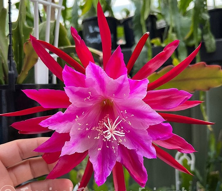 cactus - Epiphyllum TROPICAL TREASURE, Ophalen of Verzenden, Cactus, Volle zon, Minder dan 100 cm