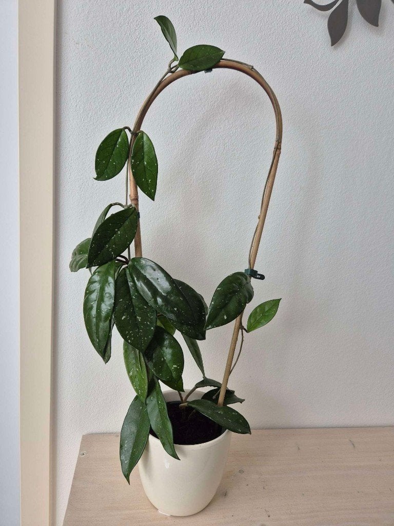 Hoya carnosa, Huis en Inrichting, Kamerplanten, Ophalen, Halfschaduw, In pot, Minder dan 100 cm