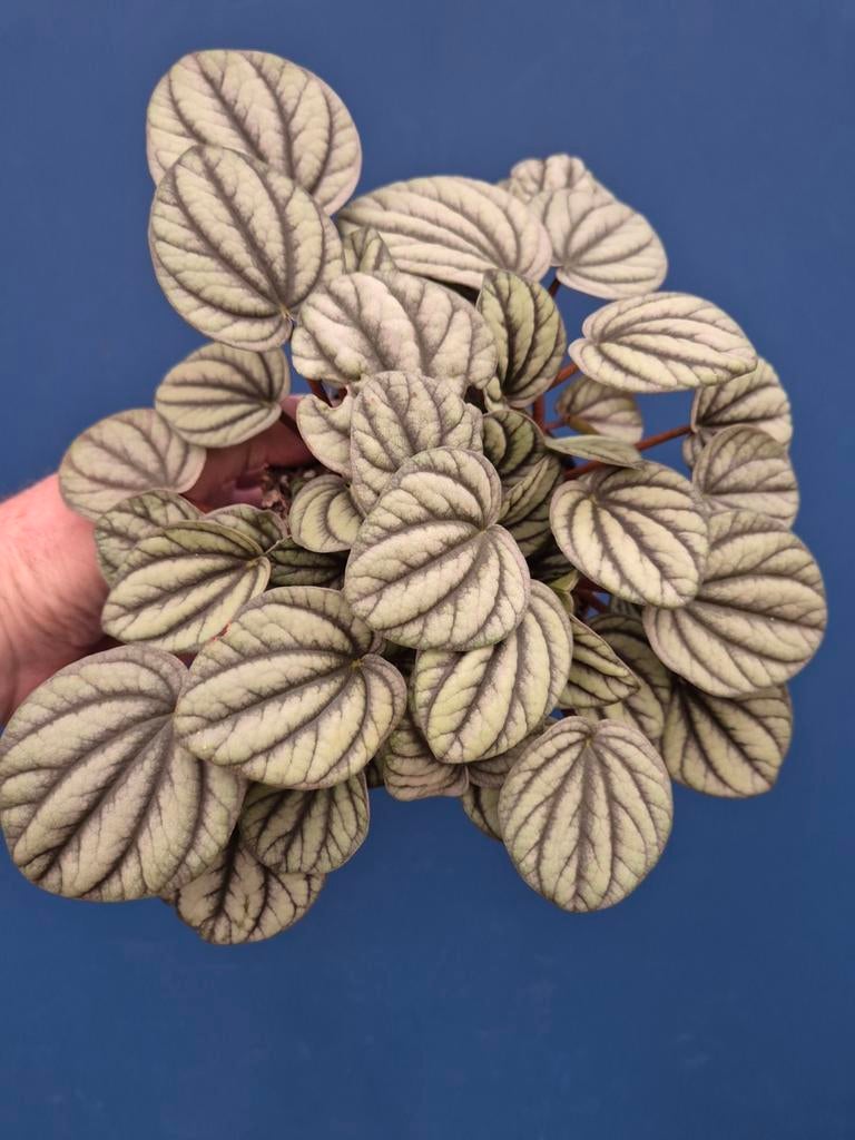 Peperomia Mistique p12, Huis en Inrichting, Kamerplanten, Ophalen of Verzenden, Halfschaduw, Minder dan 100 cm